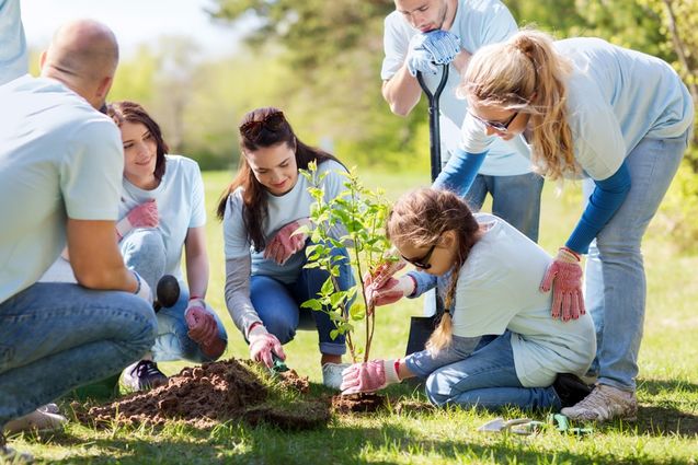 Voluntarios plantan un árbol